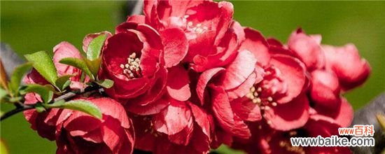 海棠叶子掉光了的原因和解决方法