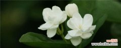茉莉花叶子枯萎怎么回事