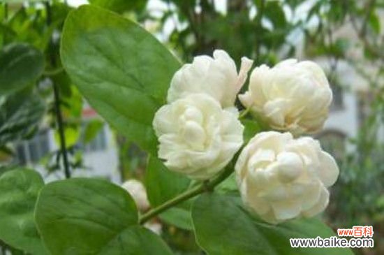 茉莉花叶子枯萎怎么回事