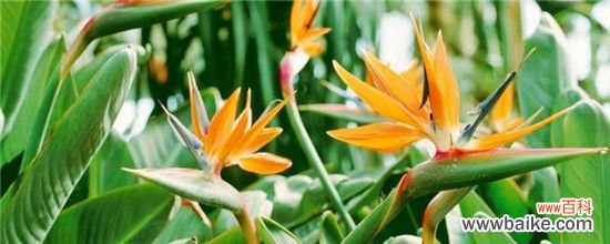 天堂鸟叶子边变焦的原因和解决办法