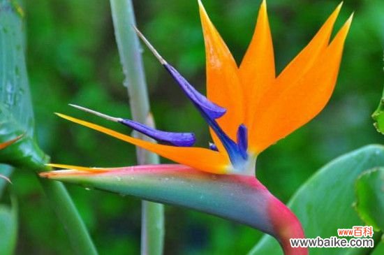 天堂鸟叶子边变焦的原因和解决办法