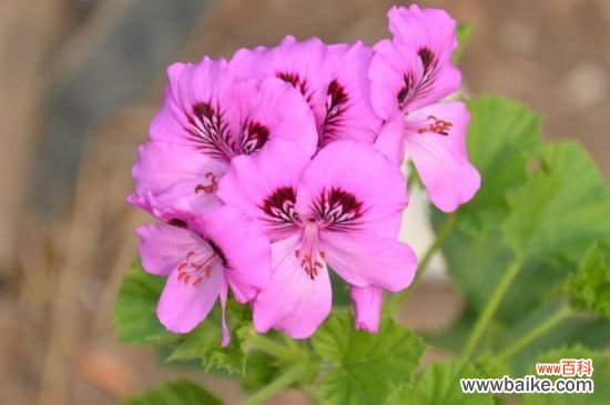 天竺葵黑杆还有救么