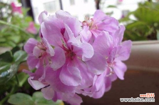 天竺葵黑杆还有救么