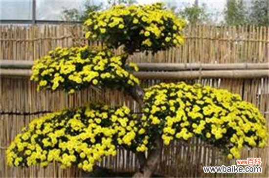 盆栽小菊花枯了怎么办?盆栽小菊花枯了的解决方法