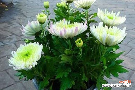 盆栽小菊花枯了怎么办?盆栽小菊花枯了的解决方法