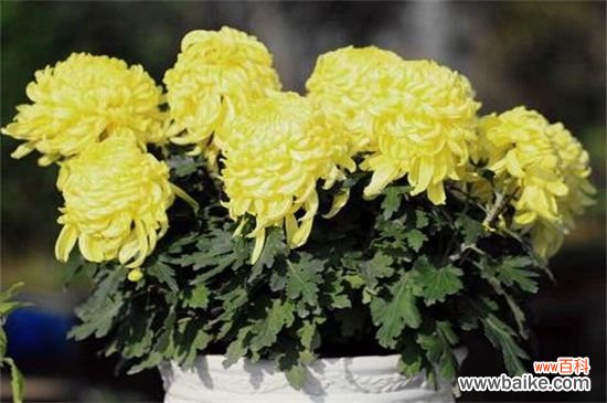 盆栽小菊花枯了怎么办?盆栽小菊花枯了的解决方法