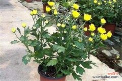 菊花叶子发黄的原因及解决方法