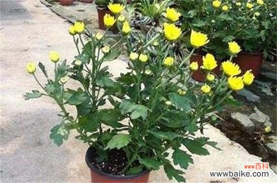 菊花叶子发黄的原因及解决方法