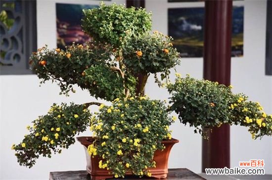 菊花叶子发黄的原因及解决方法