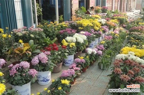 菊花叶子发黄的原因及解决方法