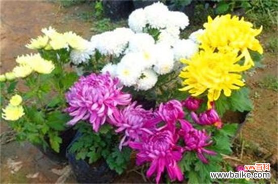 菊花叶子发黄的原因及解决方法