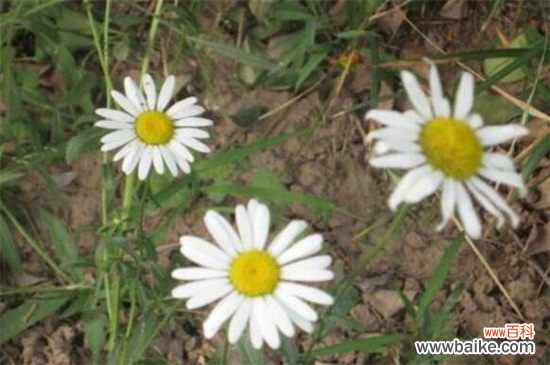 白晶菊的四大虫害及防治方法