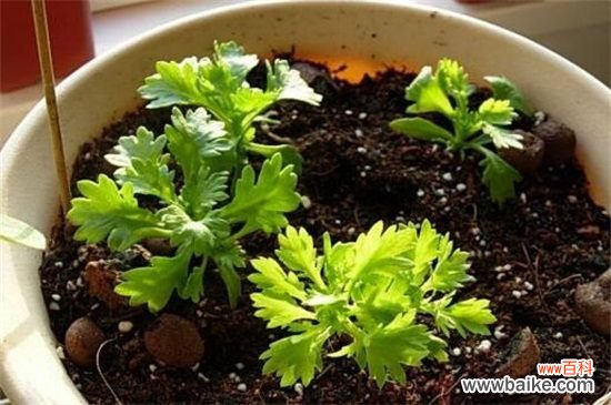 白晶菊的四大虫害及防治方法