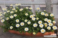 白晶菊的四大虫害及防治方法