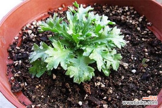 白晶菊的四大虫害及防治方法