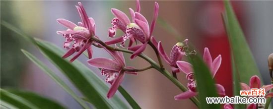 兰花叶变黑怎么办