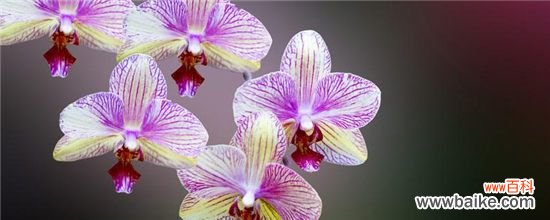 兰花有小飞虫用什么药?兰花有小飞虫用杀虫剂