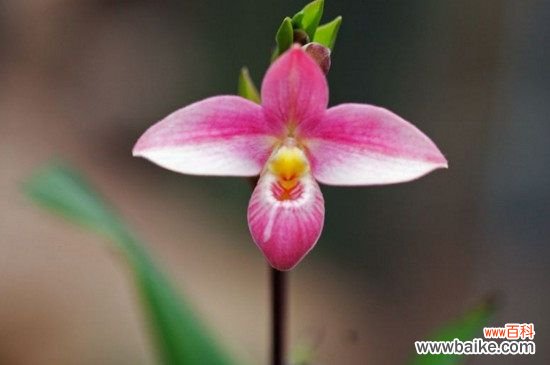 兰花有小飞虫用什么药?兰花有小飞虫用杀虫剂