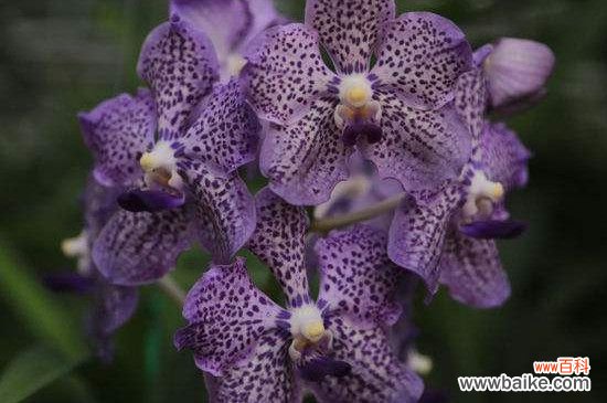 兰花有小飞虫用什么药?兰花有小飞虫用杀虫剂