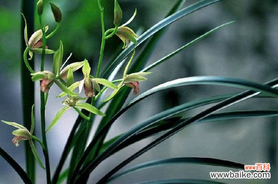 兰花有小飞虫用什么药?兰花有小飞虫用杀虫剂