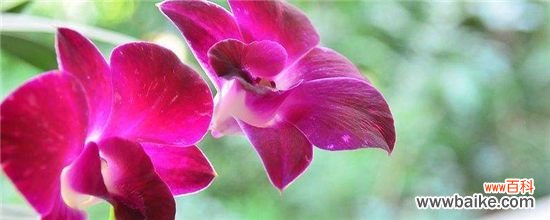 兰花叶尖枯黄什么原因和解决办法