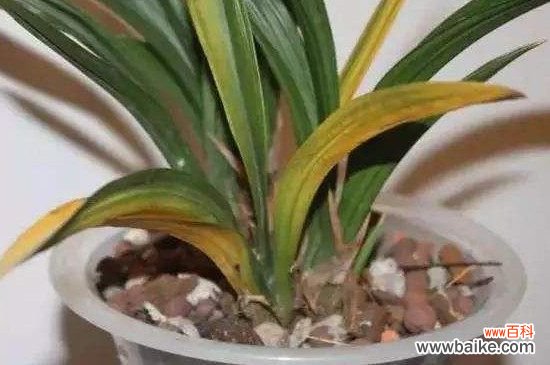 兰花黄叶怎么办?兰花黄叶的解决方法