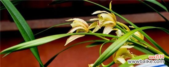 兰花黄叶怎么办?兰花黄叶的解决方法