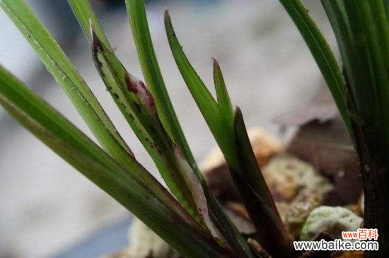 兰花长黑斑怎么办?兰花长黑斑的解决方法