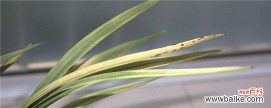 兰花长黑斑怎么办?兰花长黑斑的解决方法