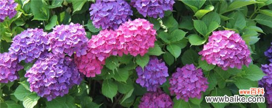 绣球叶子发黑的原因和应对办法