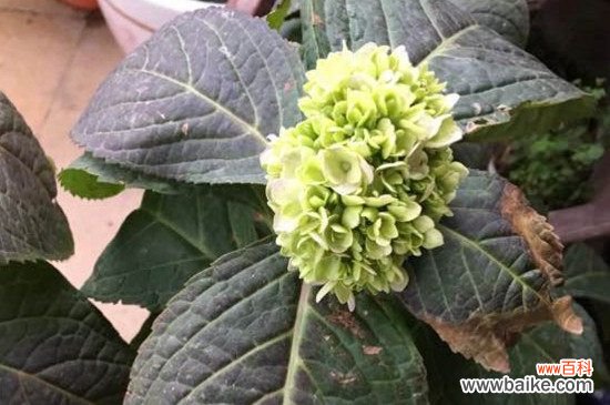 绣球叶子发黑的原因和应对办法