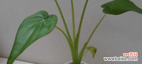 以滴水观音菩萨为例 滴水观音菩萨