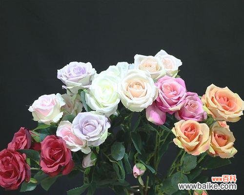 以单枝蓝玫瑰花代表什么 单枝蓝玫瑰花的象征意义及文化传承