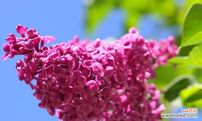 探索丁香的历史 丁香的象征意义与应用价值