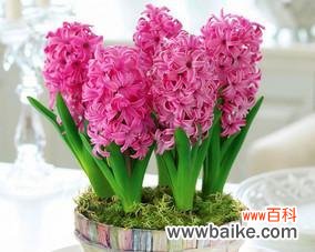 探寻风信子的象征意义与文化传承 风信子