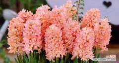 探寻风信子的象征意义与文化传承 风信子