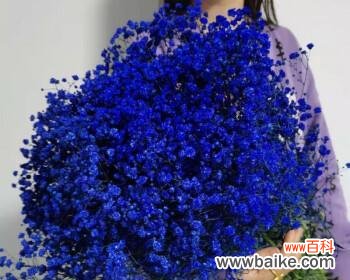 美丽绽放的幸福之花雪白和湛蓝在阳光下绽放 迎接幸福的花海