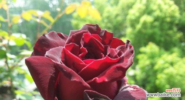 探索黑玫瑰的神秘美丽 黑玫瑰的寓意与象征