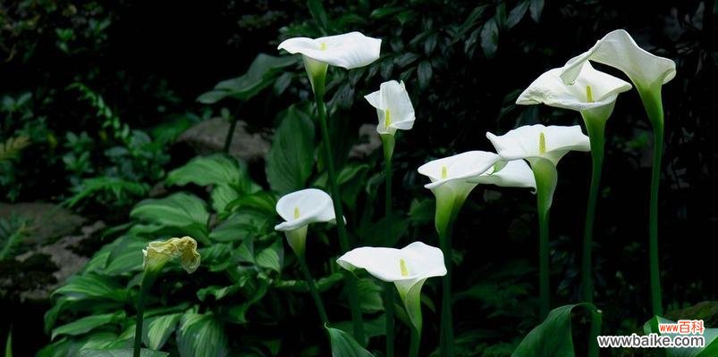 马蹄莲花的花语与寓意 马蹄莲花