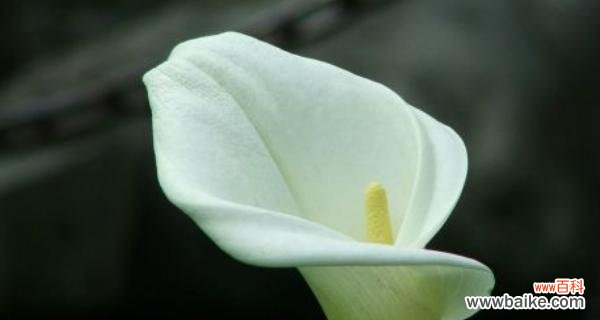 马蹄莲花的花语与寓意 马蹄莲花