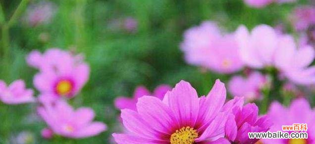 深情不变的花语 格桑花的爱情花语