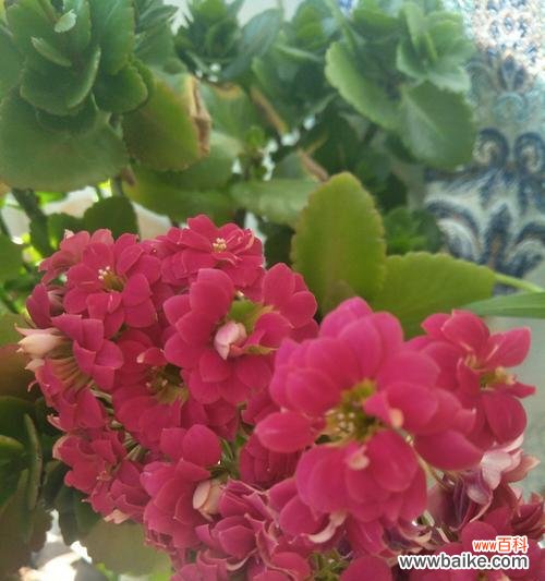 红色长寿花的祝福 红色长寿花花语