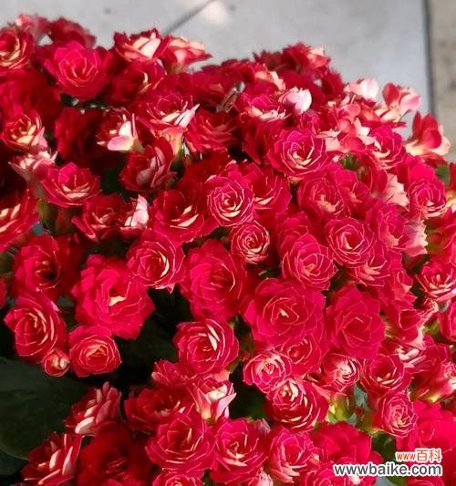 红色长寿花的祝福 红色长寿花花语