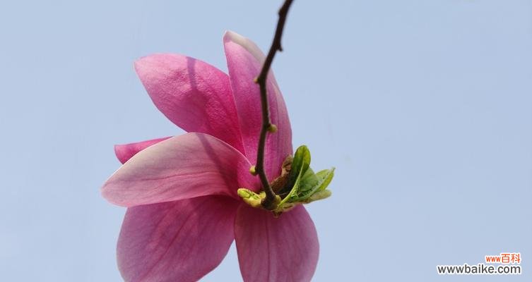 揭示花语之美 红玉兰花的寓意与象征