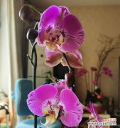 展示生命的美丽与力量 蝴蝶兰