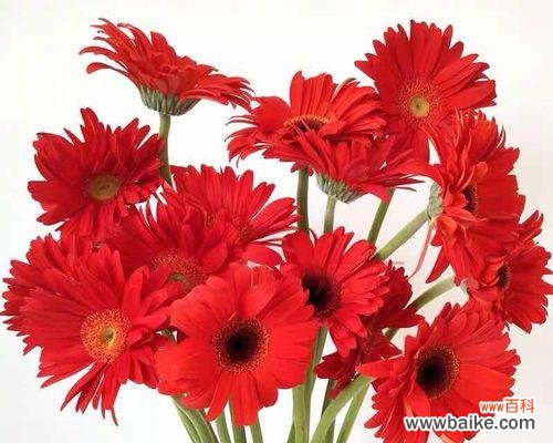 探索非洲菊背后的深刻意义 红色非洲菊的花语