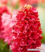 揭开红色风信子的寓意之谜 红色风信子花语探秘