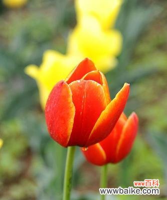 探索红黄郁金香花在文化中的特殊意义 红黄郁金香花的象征意义