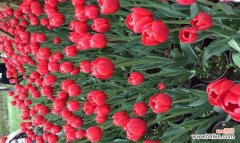 探索红黄郁金香花在文化中的特殊意义 红黄郁金香花的象征意义