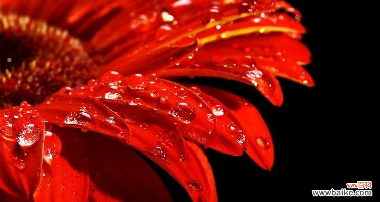 揭示红色菊花的象征意义 红色菊花赤炎的花语